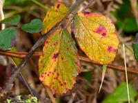  (C) 2010 by G. Doczkal, 
Herbstlaub, 
48.834531°N/8.327282°E, 0.79  Km von Winkel, Baden-Wuerttemberg, Germany