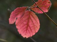  (C) 2010 by G. Doczkal, 
Herbstlaub, 
48.834534°N/8.327242°E, 0.79  Km von Winkel, Baden-Wuerttemberg, Germany