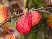  (C) 2010 by G. Doczkal, 
Herbstlaub, 
48.834541°N/8.325896°E, 0.69  Km von Winkel, Baden-Wuerttemberg, Germany