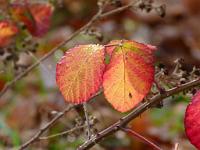  (C) 2010 by G. Doczkal, 
Herbstlaub, 
48.834541°N/8.325896°E, 0.69  Km von Winkel, Baden-Wuerttemberg, Germany
