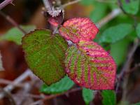  (C) 2010 by G. Doczkal, 
Herbstlaub, 
48.844310°N/8.318791°E, 1.23  Km von Winkel, Baden-Wuerttemberg, Germany