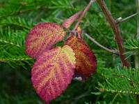  (C) 2010 by G. Doczkal, 
Herbstlaub, 
48.844323°N/8.318846°E, 1.23  Km von Winkel, Baden-Wuerttemberg, Germany