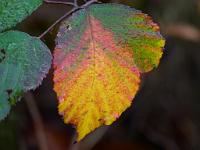  (C) 2010 by G. Doczkal, 
Herbstlaub, 
48.849658°N/8.326504°E, 1.94  Km von Oberweier, Baden-Wuerttemberg, Germany