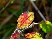  (C) 2011 by G. Doczkal, 
Brombeerblatt, 
48.851702°N/8.330192°E, 0.92  Km von Waldprechtsweier, Baden-Wuerttemberg, Germany