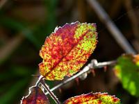  (C) 2011 by G. Doczkal, 
Brombeerblatt, 
48.851674°N/8.330374°E, 0.92  Km von Waldprechtsweier, Baden-Wuerttemberg, Germany