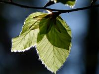  (C) 2011 by G. Doczkal, 
Fruehlingsgruen, 
48.841808°N/8.318795°E, 0.96  Km von Winkel, Baden-Wuerttemberg, Germany