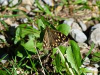  (C) 2011 by G. Doczkal, 
Schmetterling, 
48.840509°N/8.326563°E, 1.08  Km von Winkel, Baden-Wuerttemberg, Germany