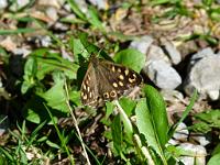  (C) 2011 by G. Doczkal, 
Schmetterling, 
48.840480°N/8.326614°E, 1.08  Km von Winkel, Baden-Wuerttemberg, Germany