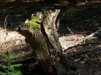  (C) 2011 by G. Doczkal, 
Baumstumpf, 
48.839914°N/8.328188°E, 1.12  Km von Winkel, Baden-Wuerttemberg, Germany