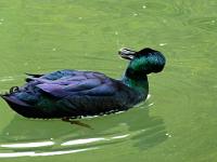  (C) 2011 by G. Doczkal, 
Ente, 
48.761981°N/8.347049°E, 1.13 Km von Unterdorf, Baden-Wuerttemberg, Germany