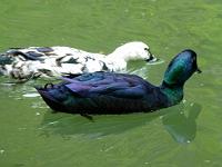  (C) 2011 by G. Doczkal, 
Enten, 
48.761981°N/8.347049°E, 0.70 Km von Loffenau, Baden-Wuerttemberg, Germany