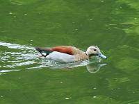  (C) 2011 by G. Doczkal, 
Ente, 
48.762006°N/8.347080°E, 1.13 Km von Unterdorf, Baden-Wuerttemberg, Germany