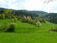  (C) 2011 by G. Doczkal, 
Igelbachtal im Fruehling, 
48.767245°N/8.377922°E, 0.90 Km von Loffenau, Baden-Wuerttemberg, Germany