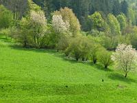  (C) 2011 by G. Doczkal, 
Igelbachtal im Fruehling, 
48.767274°N/8.378014°E, 0.89 Km von Loffenau, Baden-Wuerttemberg, Germany