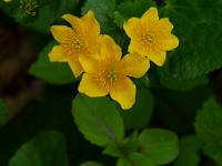  (C) 2011 by G. Doczkal, 
Sumpfdotterblume, 
48.769258°N/8.378257°E, 0.70 Km von Loffenau, Baden-Wuerttemberg, Germany
