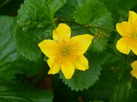  (C) 2011 by G. Doczkal, 
Sumpfdotterblume, 
48.769488°N/8.378350°E, 0.70 Km von Loffenau, Baden-Wuerttemberg, Germany
