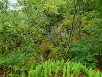  (C) 2011 by G. Doczkal, 
Wald, 
48.780704°N/8.284059°E, Ebersteinburg, Baden-Wuerttemberg, Germany