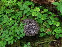  (C) 2011 by G. Doczkal, 
Pilz, 
48.580461°N/8.384045°E, Huzenbach, Baden-Wuerttemberg, Germany