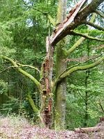  (C) 2011 by G. Doczkal, 
Totholz, 
48.567949°N/8.356442°E, Eichberg, Baden-Wuerttemberg, Germany