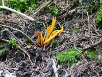  (C) 2011 by G. Doczkal, 
Pilz, 
48.565958°N/8.355710°E, Eichberg, Baden-Wuerttemberg, Germany
