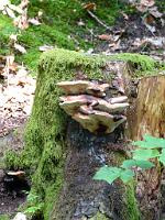  (C) 2012 by G. Doczkal, 
Baumpilze, 
48.719398°N/8.244280°E, Malschbach, Baden-Wuerttemberg, Germany