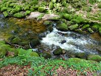  (C) 2012 by G. Doczkal, 
Wildes Wasser, 
48.717315°N/8.244795°E, Malschbach, Baden-Wuerttemberg, Germany