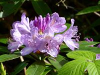  (C) 2012 by G. Doczkal, 
Rhododendron, 
48.713837°N/8.248514°E, Malschbach, Baden-Wuerttemberg, Germany