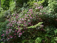  (C) 2012 by G. Doczkal, 
Rhododendron, 
48.713456°N/8.249718°E, Malschbach, Baden-Wuerttemberg, Germany