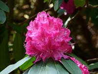  (C) 2012 by G. Doczkal, 
Rhododendron, 
48.713309°N/8.249674°E, Malschbach, Baden-Wuerttemberg, Germany