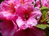  (C) 2012 by G. Doczkal, 
Rhododendron, 
48.711251°N/8.248375°E, Malschbach, Baden-Wuerttemberg, Germany