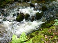  (C) 2012 by G. Doczkal, 
Wildes Wasser, 
48.709770°N/8.248977°E, Malschbach, Baden-Wuerttemberg, Germany