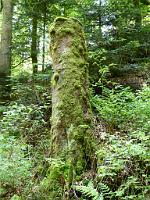  (C) 2012 by G. Doczkal, 
Totholz, 
48.707325°N/8.250354°E, Malschbach, Baden-Wuerttemberg, Germany