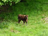  (C) 2012 by G. Doczkal, 
Kalb, 
48.712384°N/8.265306°E, Malschbach, Baden-Wuerttemberg, Germany