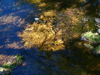  (C) 2012 by G. Doczkal, 
Licht und Schatten, 
48.510438°N/8.372062°E, Baiersbronn, Baden-Wuerttemberg, Germany